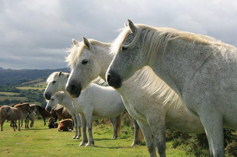 Best Dartmoor Wildlife Dartmoor Dartmoor National Park Best Dartmoor Wildlife Dartmoor Dartmoor National Park