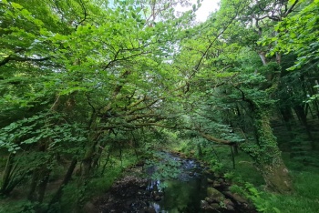 River Walkham, Dartmoor, Dartmoor National Park