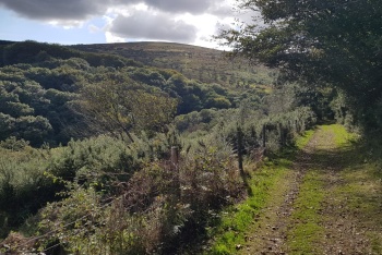 Buckfastleigh Moor, Scorriton, Dartmoor National Park