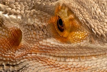 Dartmoor Reptiles, Dartmoor, Dartmoor National Park